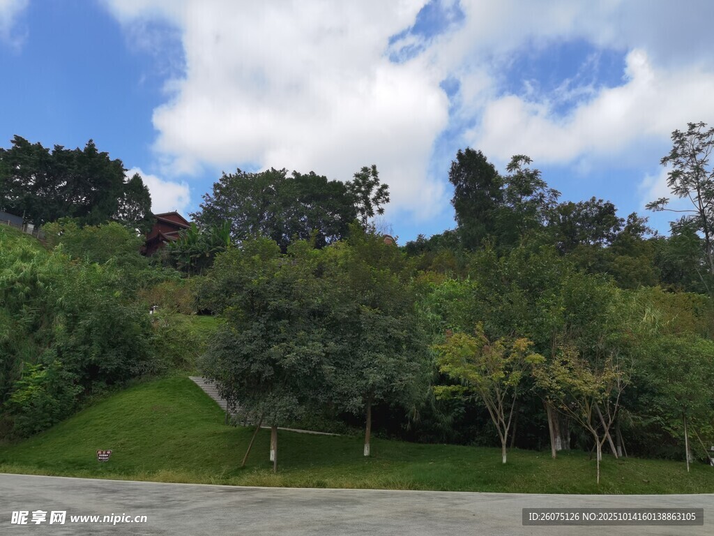 绿意盎然的山坡景致