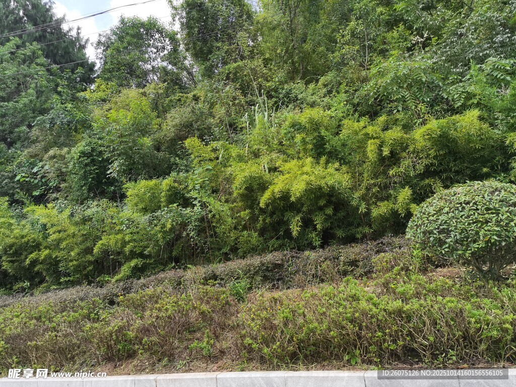 路边郁郁葱葱的繁茂植被