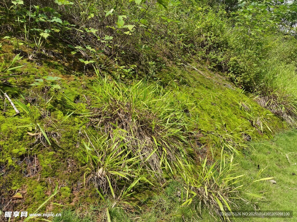山坡上的繁茂绿色植被