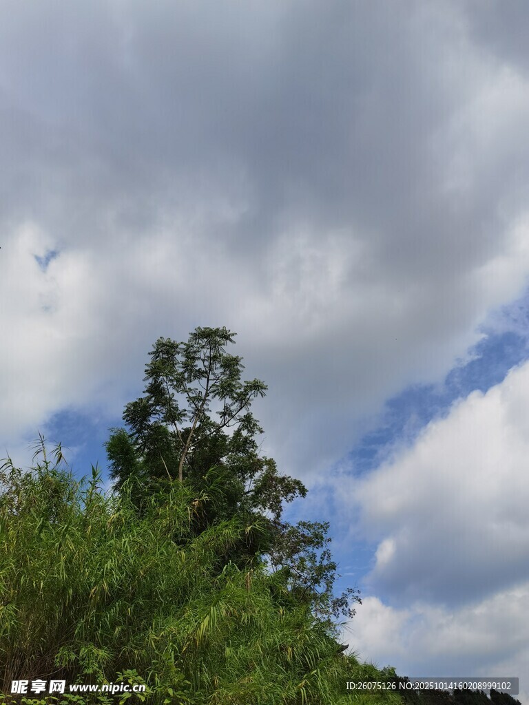 蓝天白云下的葱郁树木