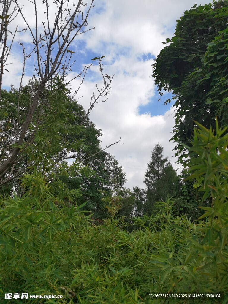 繁茂绿植与蓝天白云