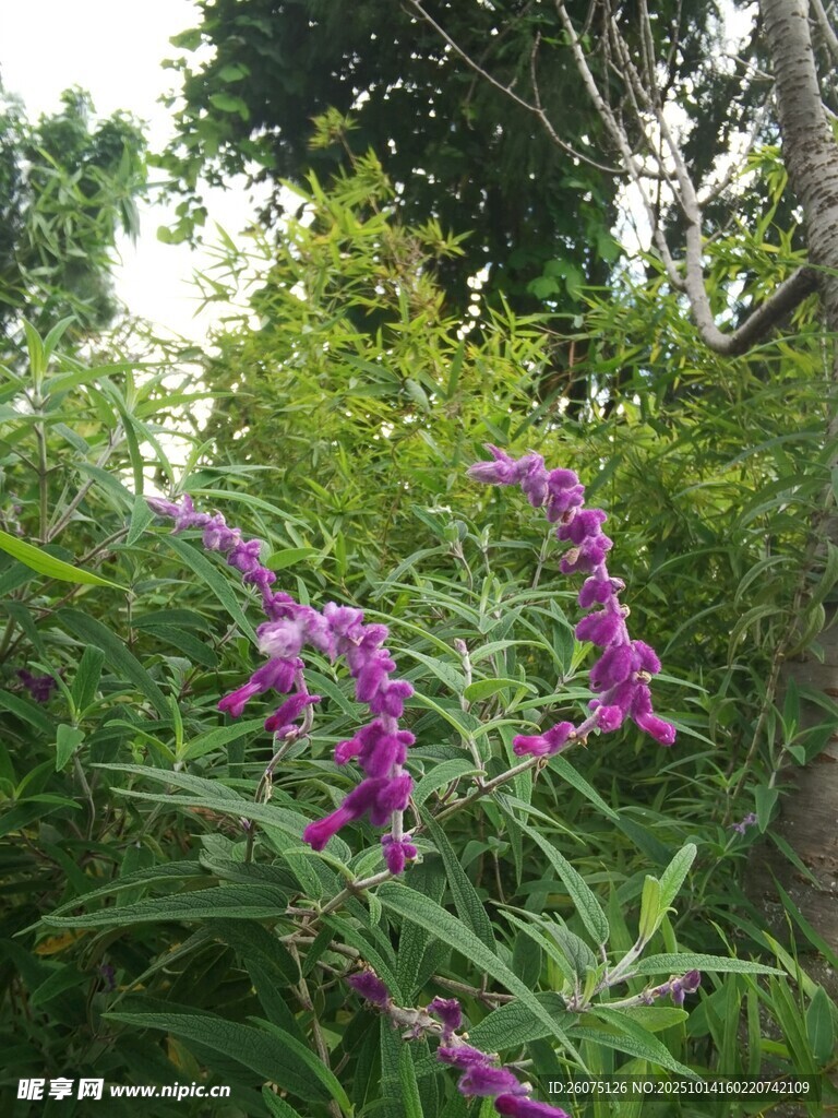 紫色花卉绽放于绿植间