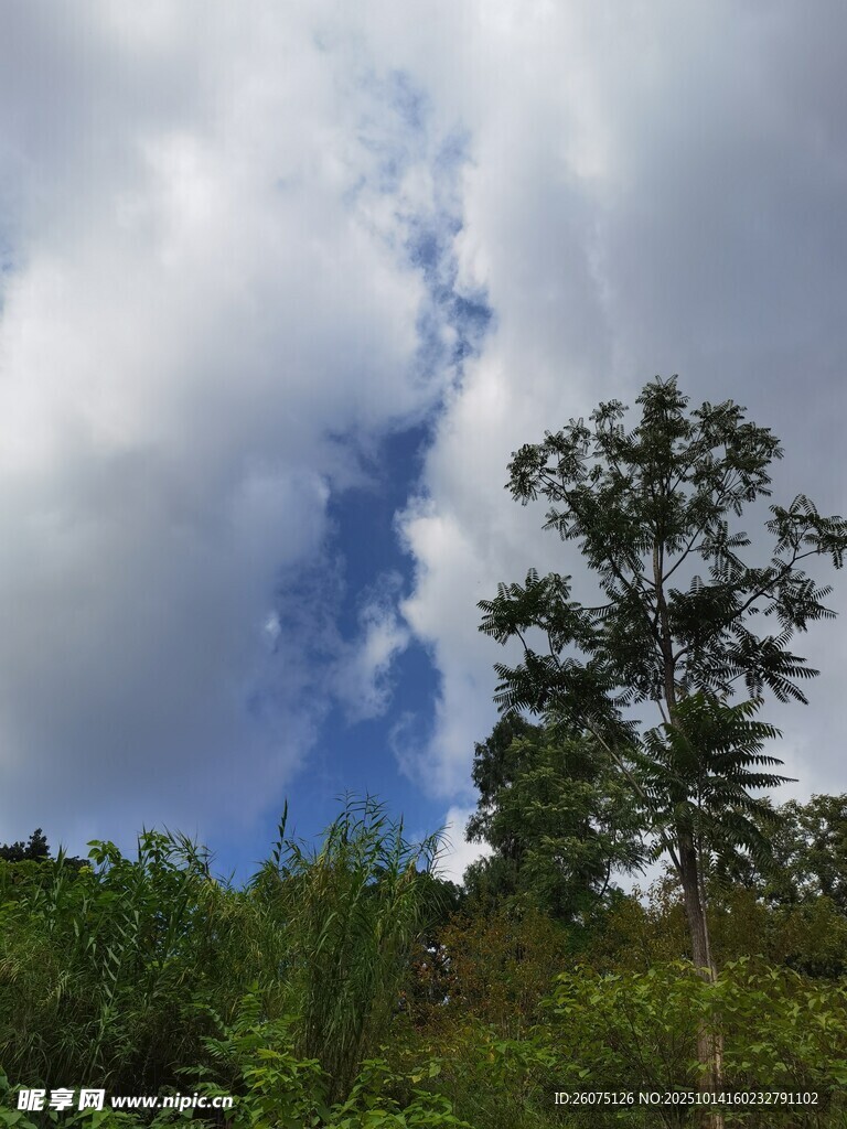 蓝天白云下的葱郁树木