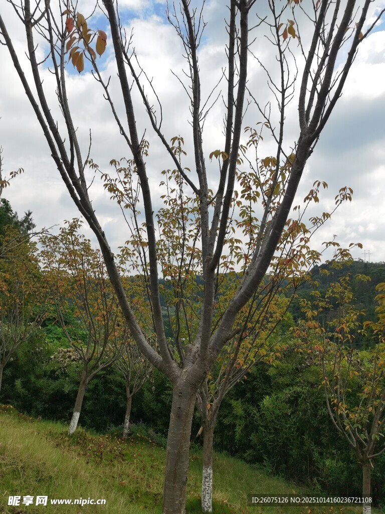 秋日郊野的光秃树木