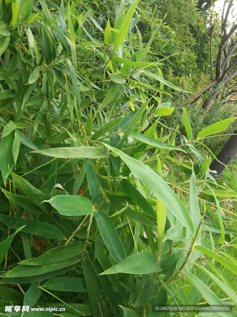 翠绿繁茂的野生植物