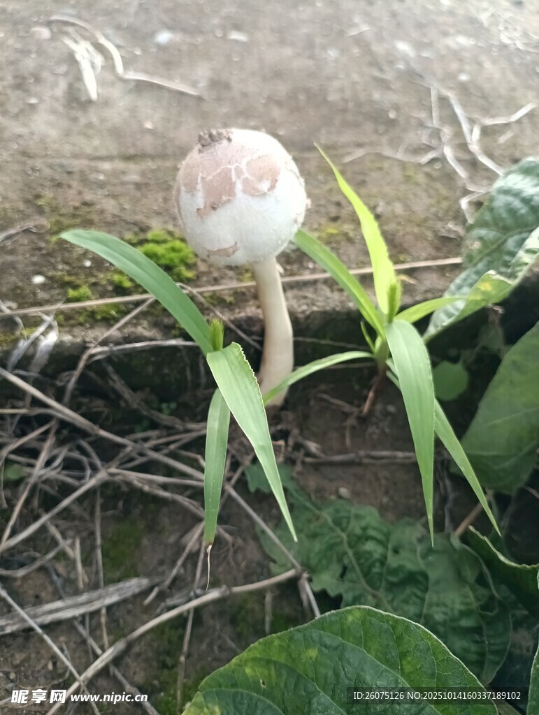 草丛中的小蘑菇