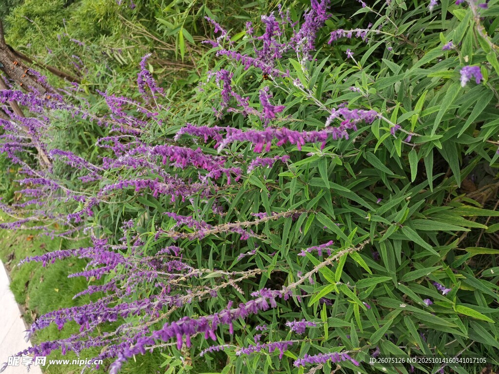 紫色花卉绿植景观