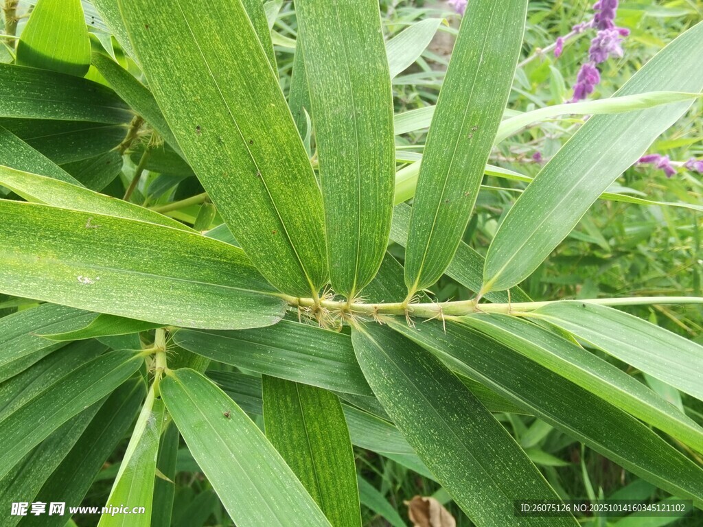 翠绿舒展的植物叶片