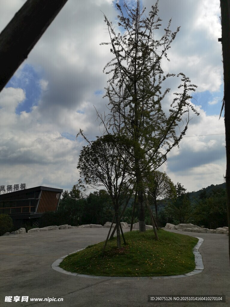 户外圆形绿植景观