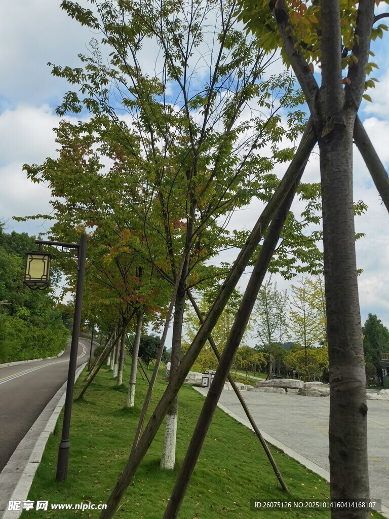 道路旁树木的支撑景观
