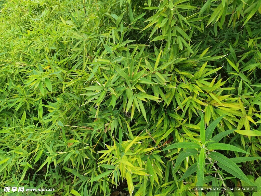 翠绿繁茂的植物叶片