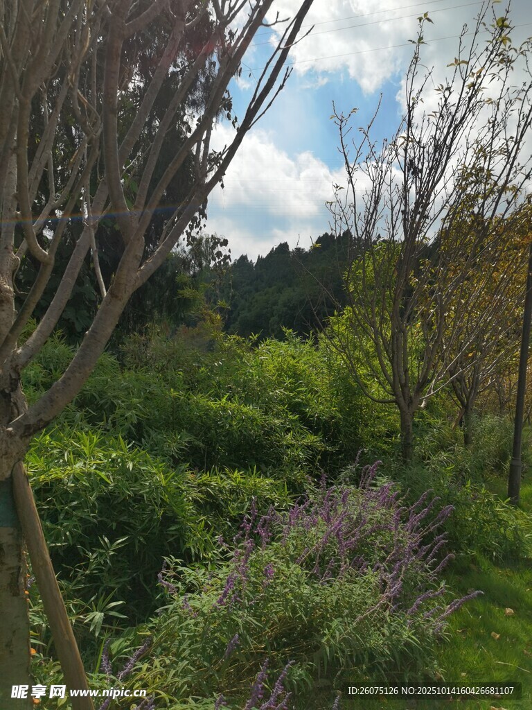 林间繁茂绿植景观