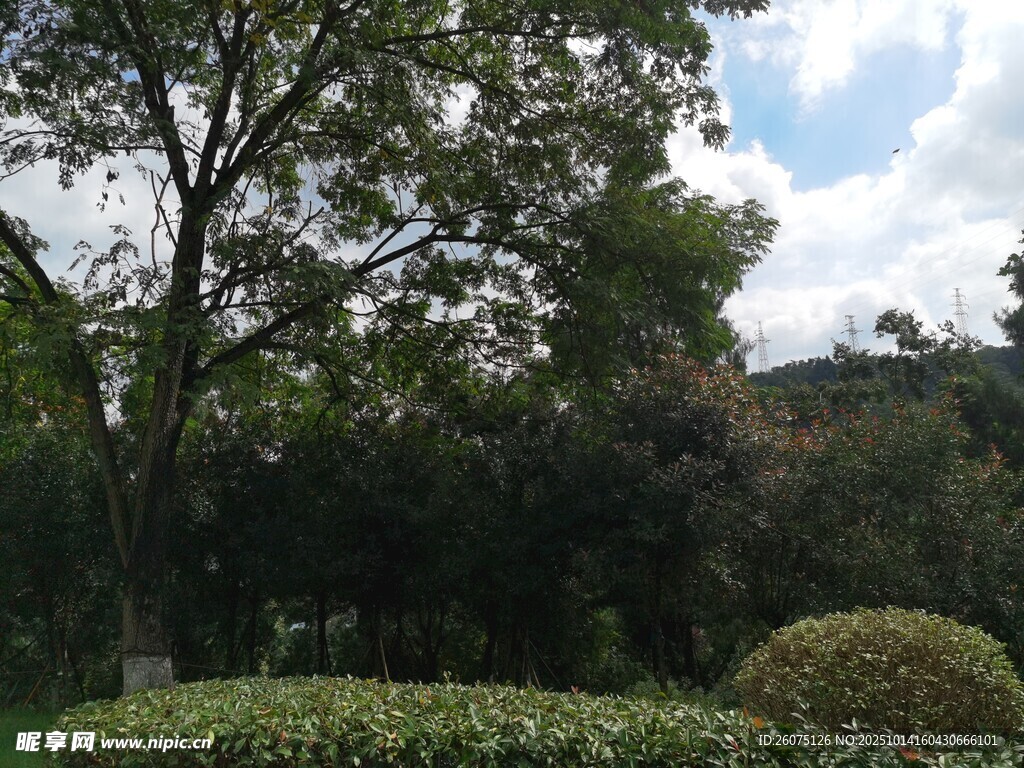 园林景致中的绿植与树木