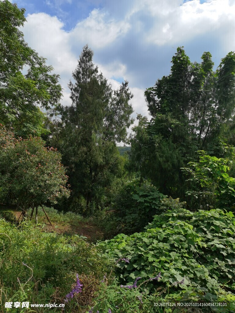 繁茂森林中的绿植景观