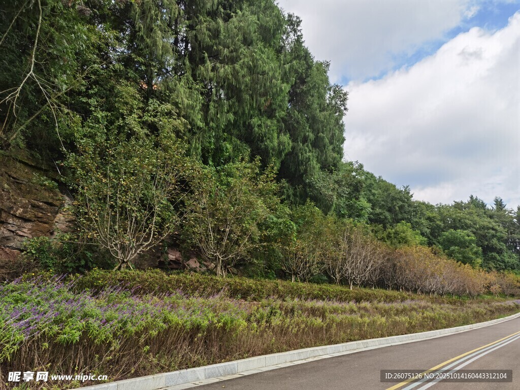 公路旁绿意盎然的自然景观