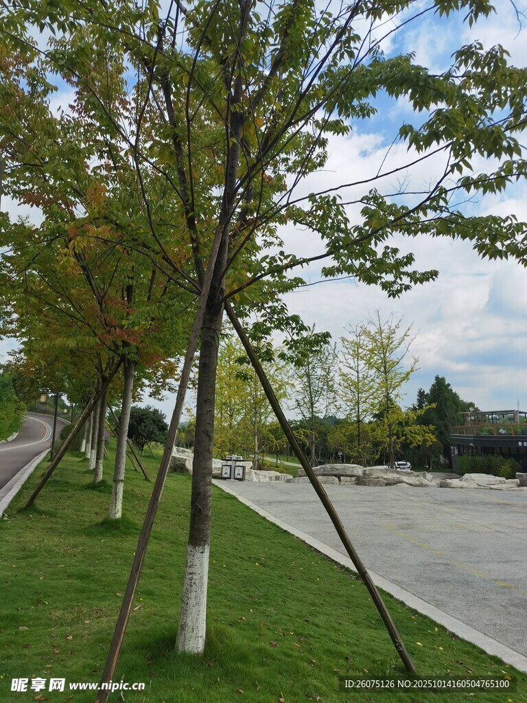 道路旁树木支撑景观