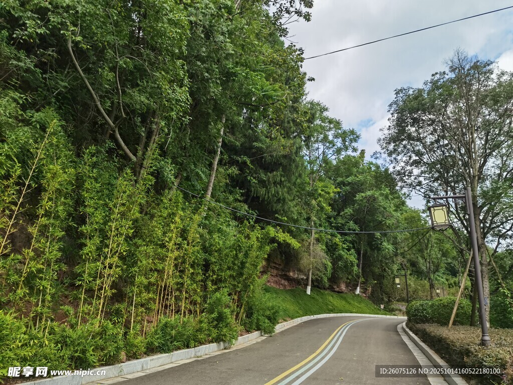 蜿蜒林间路绿意盎然景