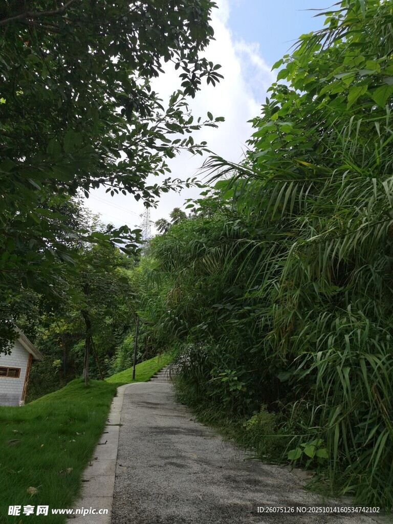 林间幽静小路