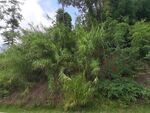 繁茂山林绿植景观