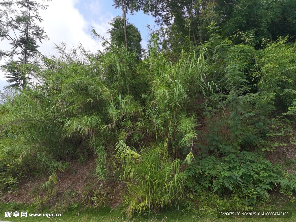 繁茂山林绿植景观