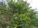 繁茂绿植景观