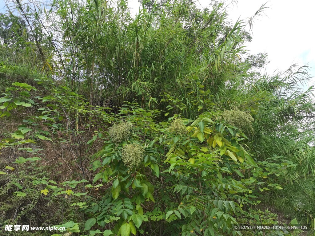 繁茂绿植景观