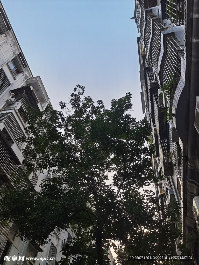 楼间绿树映蓝天