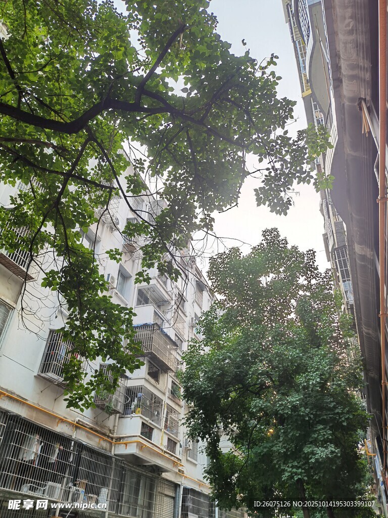 城市中繁茂绿树与建筑