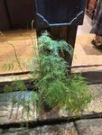 窗边文竹绿意盎然