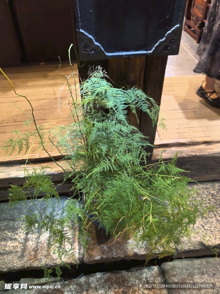 窗边文竹绿意盎然