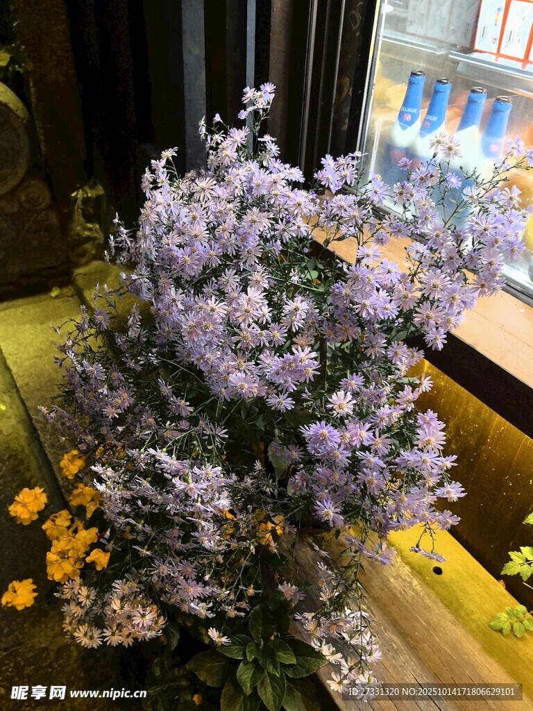 紫色花卉盆栽装点室内