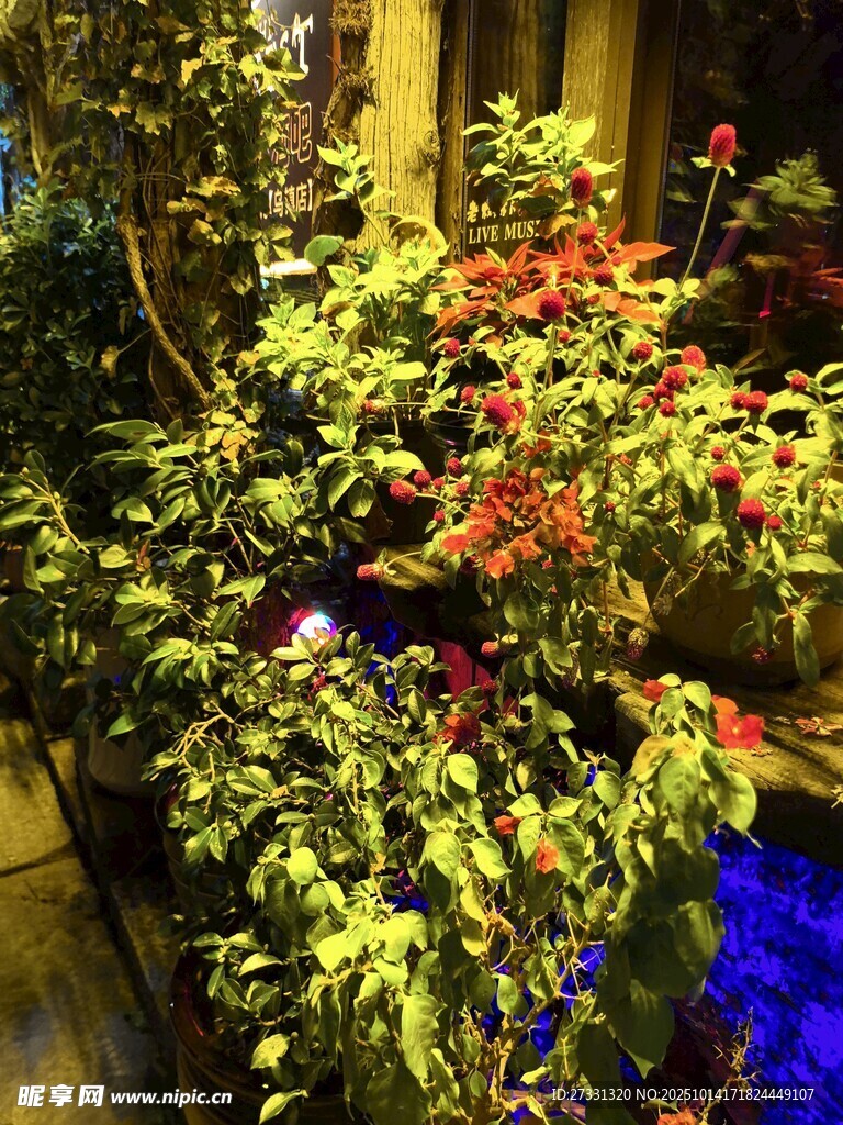 室内多彩绿植景观