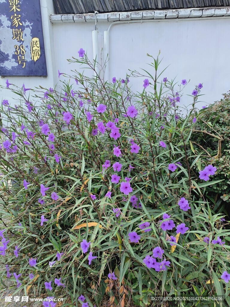 紫色花卉绽放的美丽景象