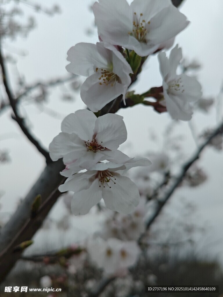 樱花
