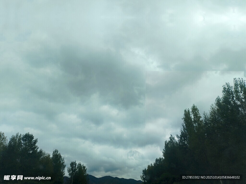 阴云下的树林