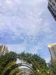 城市中绿植与高楼间的天空