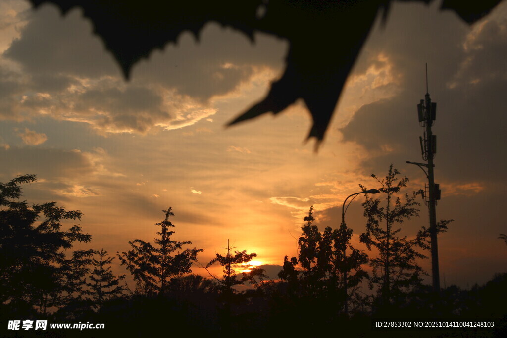 夕阳下的建筑与枝叶景观