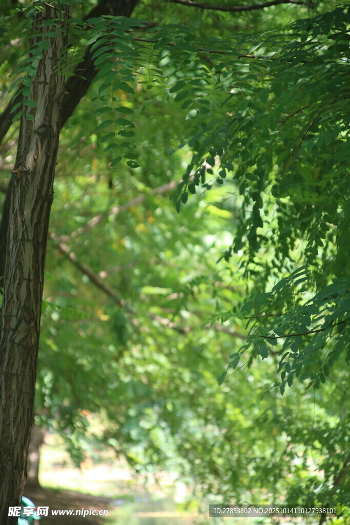 夏日葱郁大树绿荫景象
