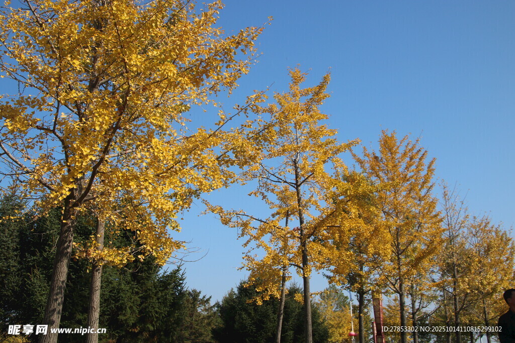 秋日金黄银杏树林美景