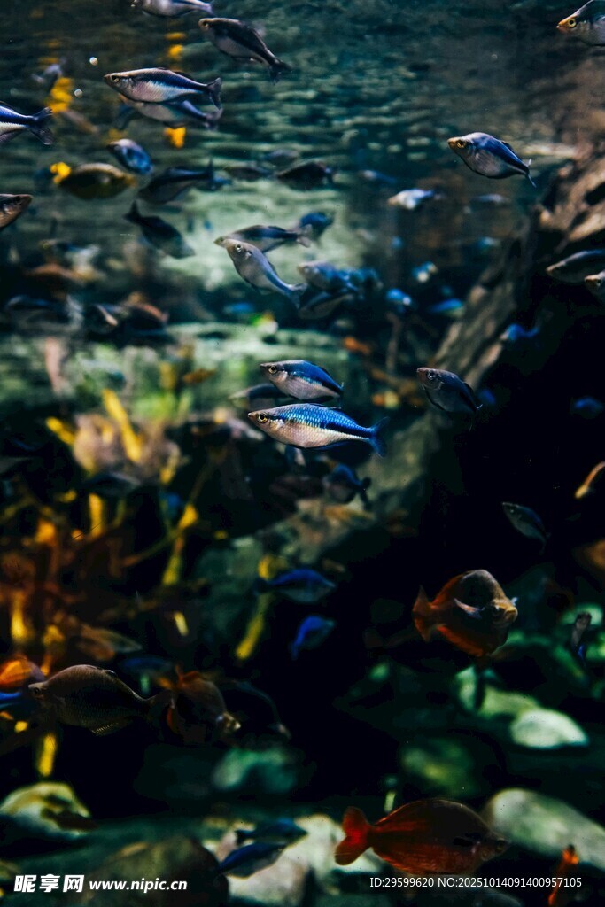 海底多彩鱼群与珊瑚景观