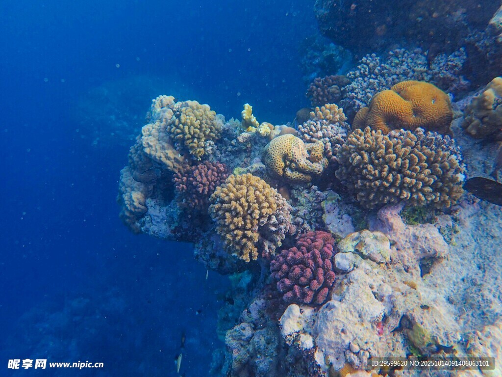 海底多彩珊瑚景观