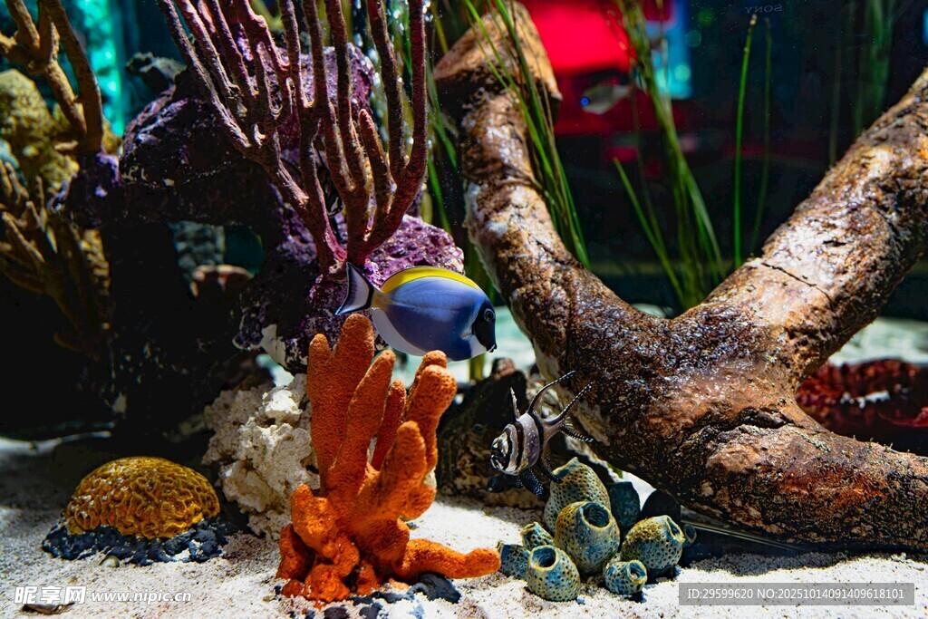 多彩海底水族景观