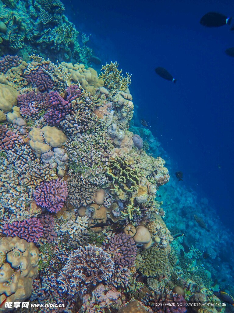 海底多彩珊瑚景观