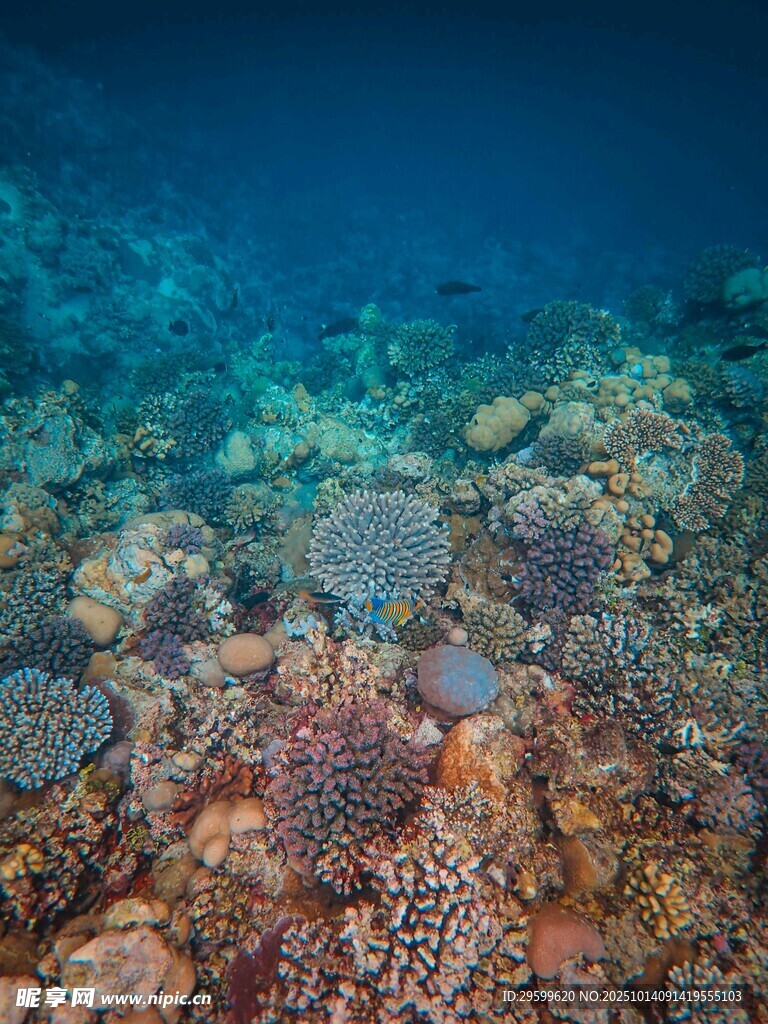 海底多彩珊瑚景观