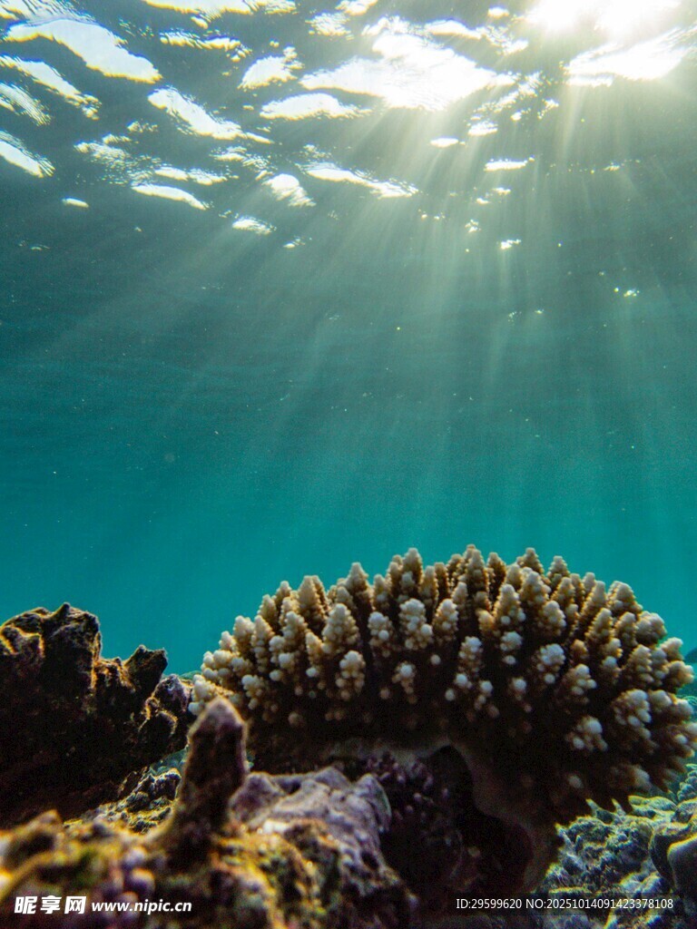 海底珊瑚景观 