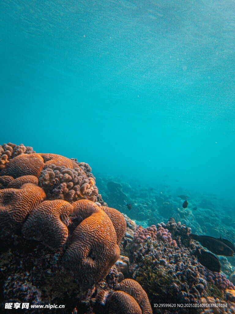 海底绚烂珊瑚景观