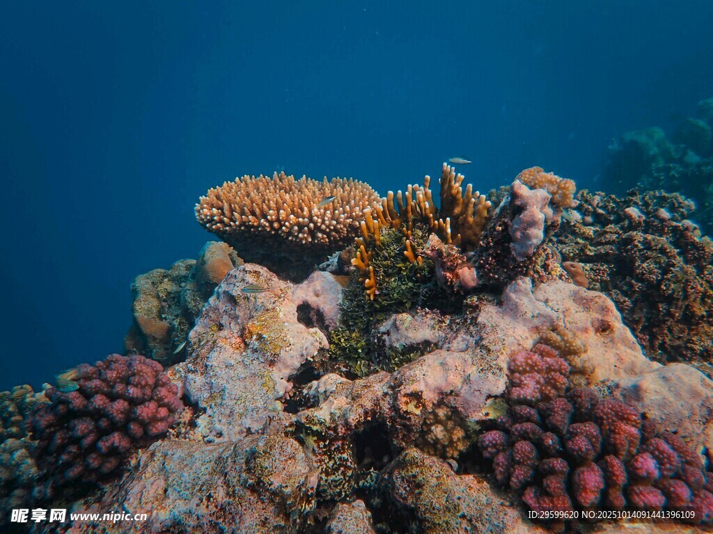 海底多彩珊瑚景观