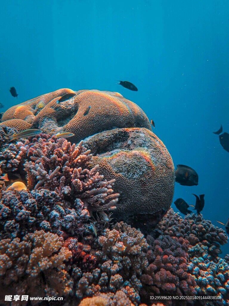 海底珊瑚旁的可爱章鱼