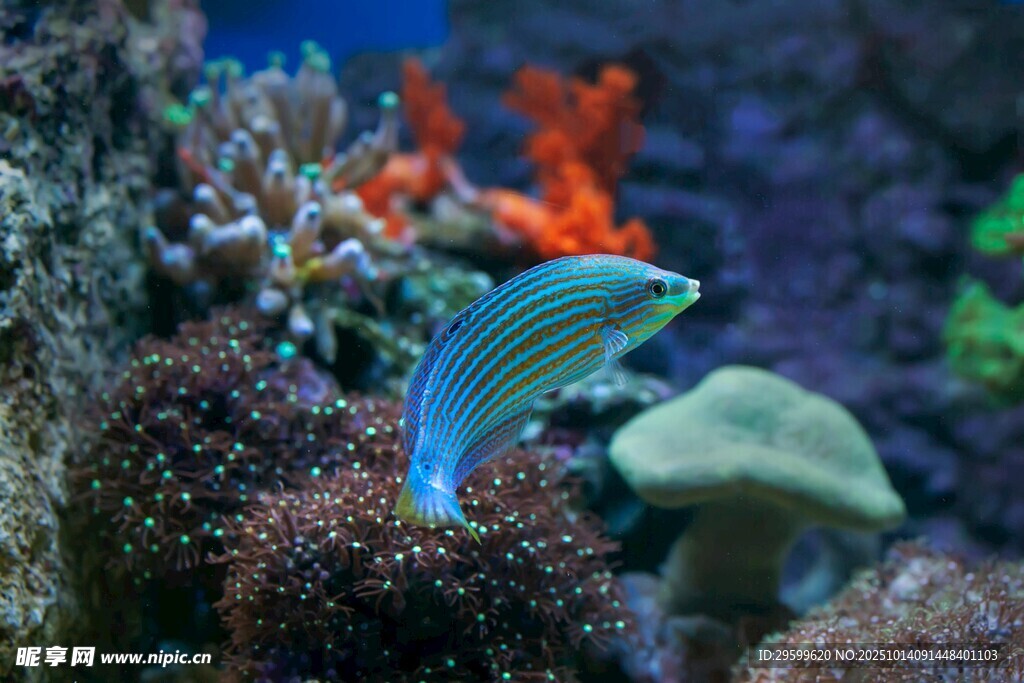 水族馆中灵动的彩色小鱼