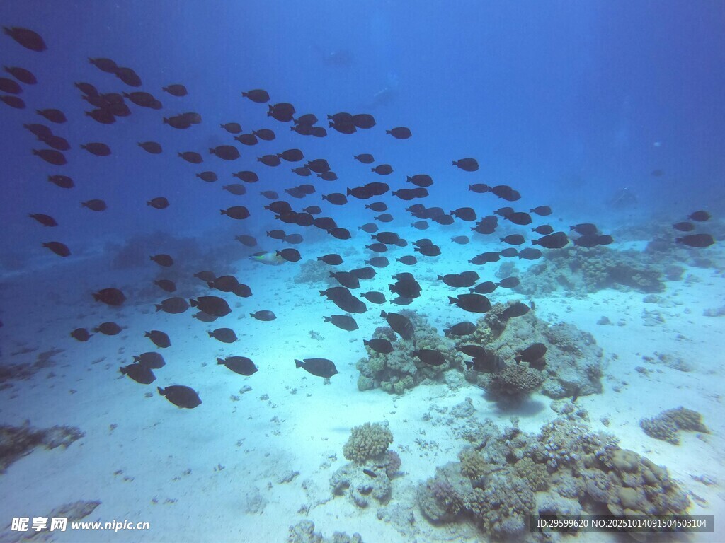 海底鱼群伴珊瑚美景